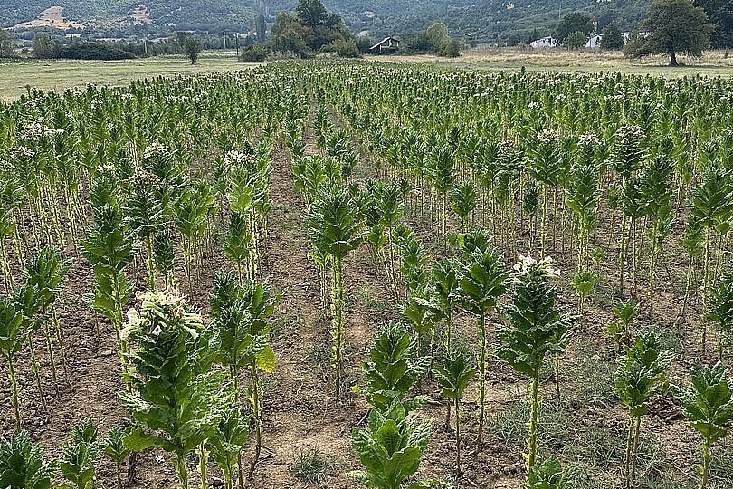 Junger Pflanzenbestand auf einem Feld vor Bergen und blauem Himmel.