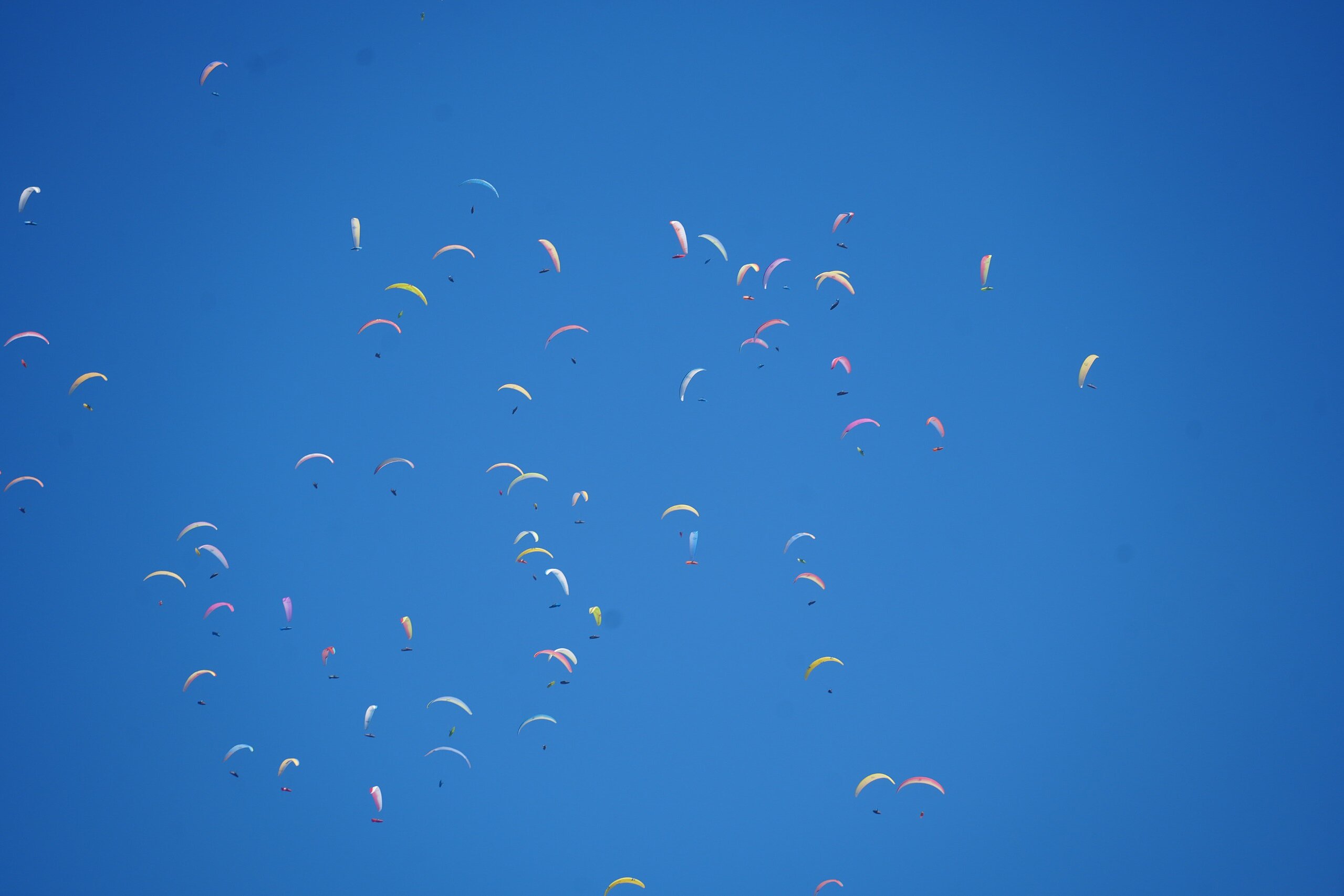 Viele Gleitschirme schweben als bunte Punkte am blauen Himmel.