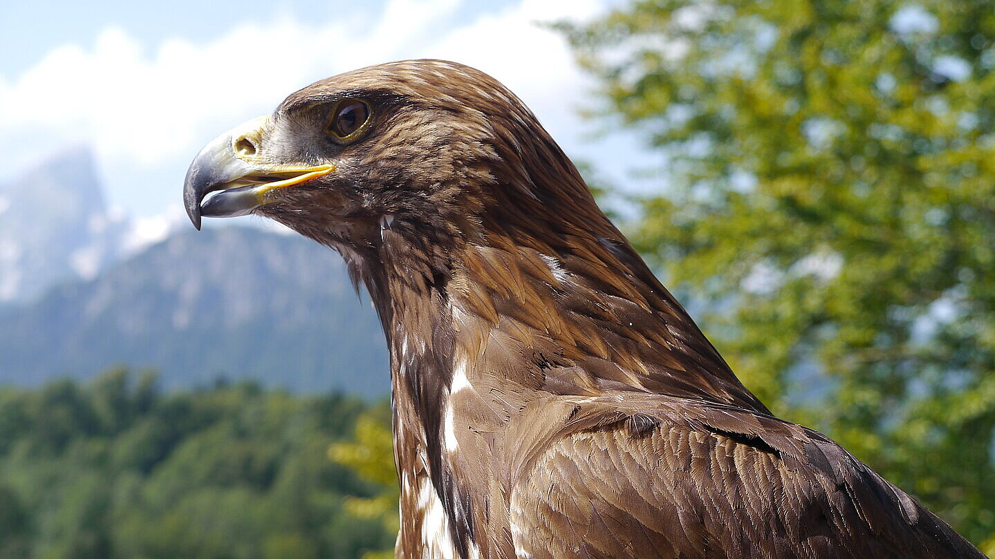 Steinadler