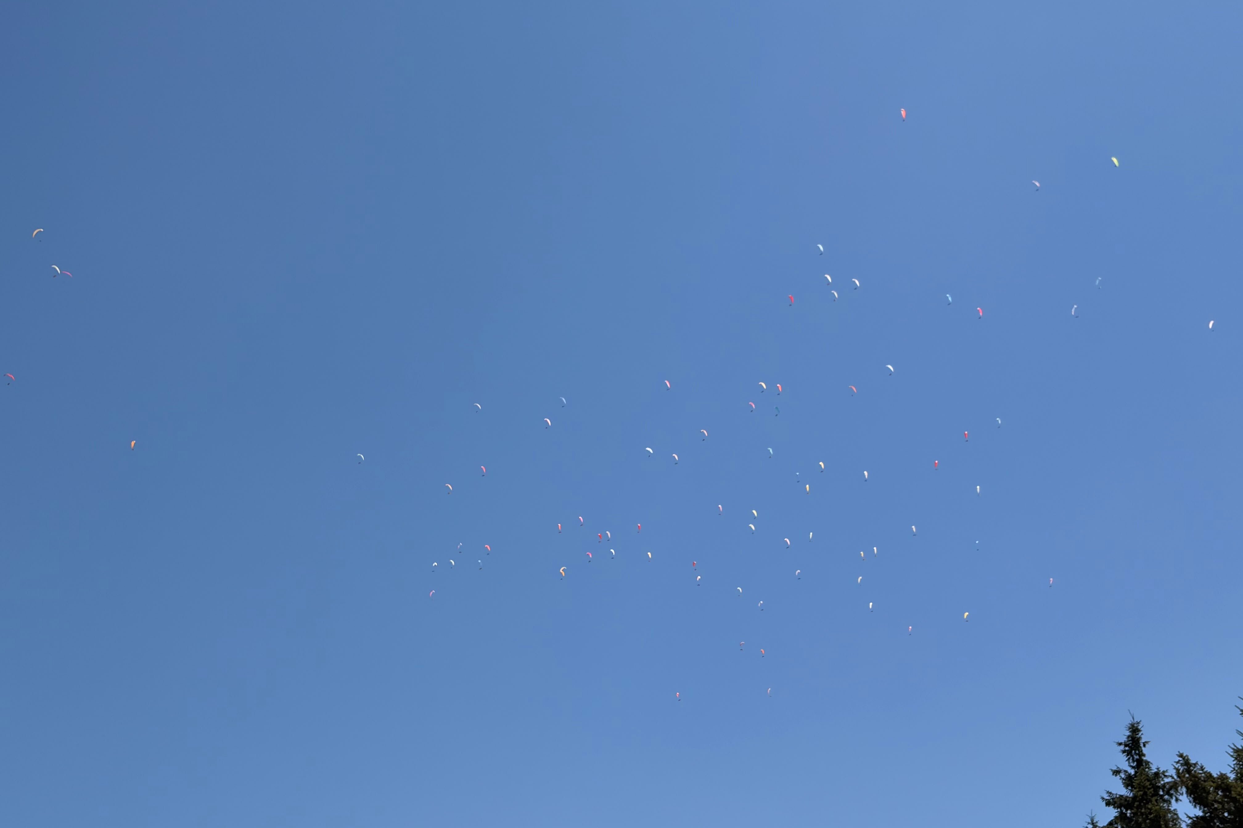 Viele bunte Gleitschirme hoch am blauen Himmel, unten rechts Baumwipfel.