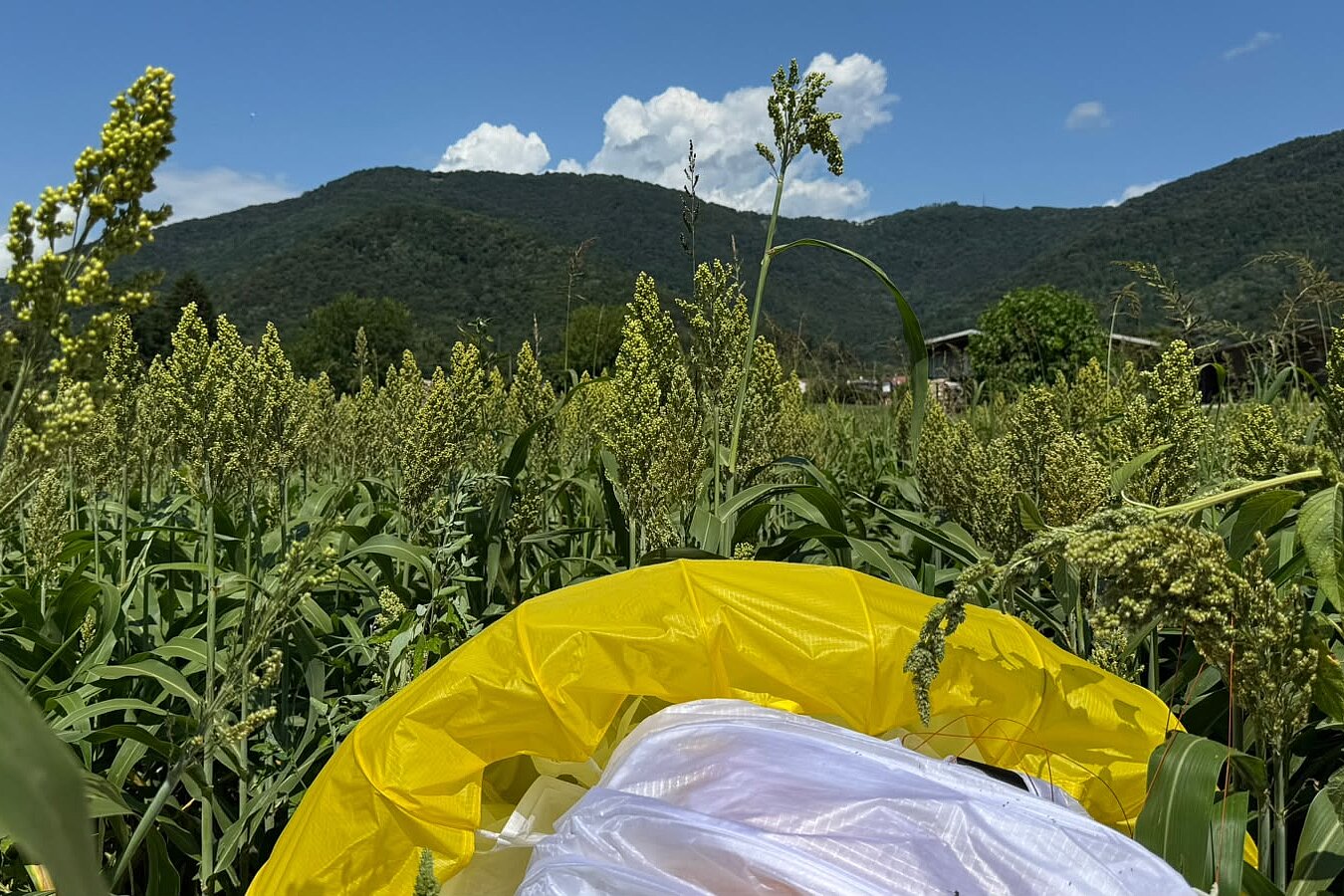 Gelber und weißer Gleitschirm liegt zwischen hohen Pflanzen vor grünen Hügeln und blauem Himmel.