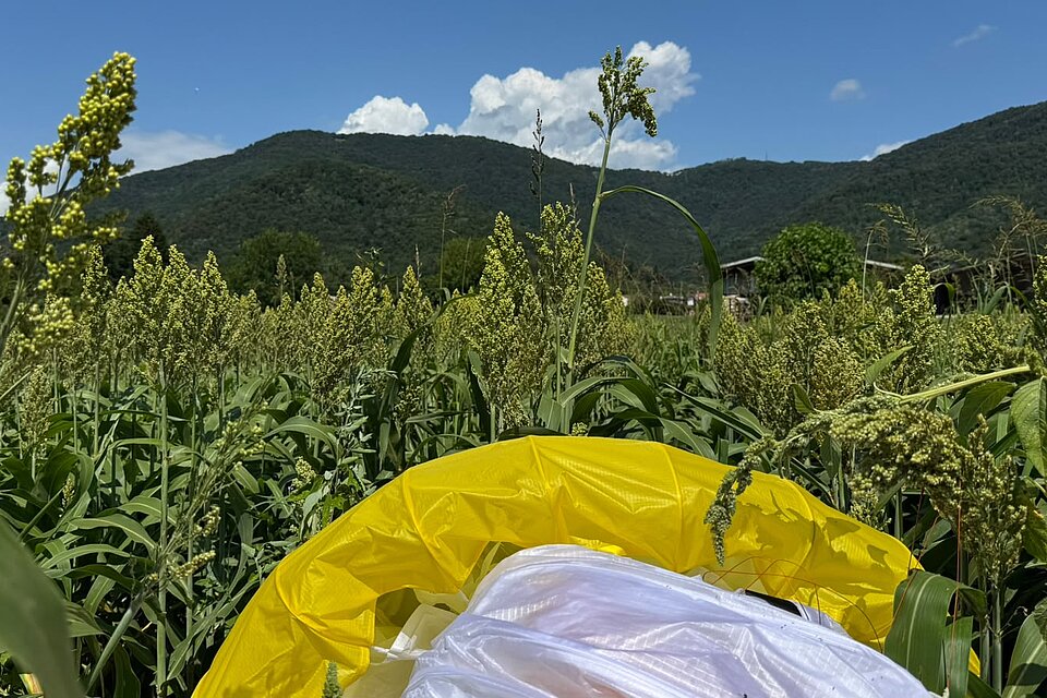 Gelber und weißer Gleitschirm liegt zwischen hohen Pflanzen vor grünen Hügeln und blauem Himmel.
