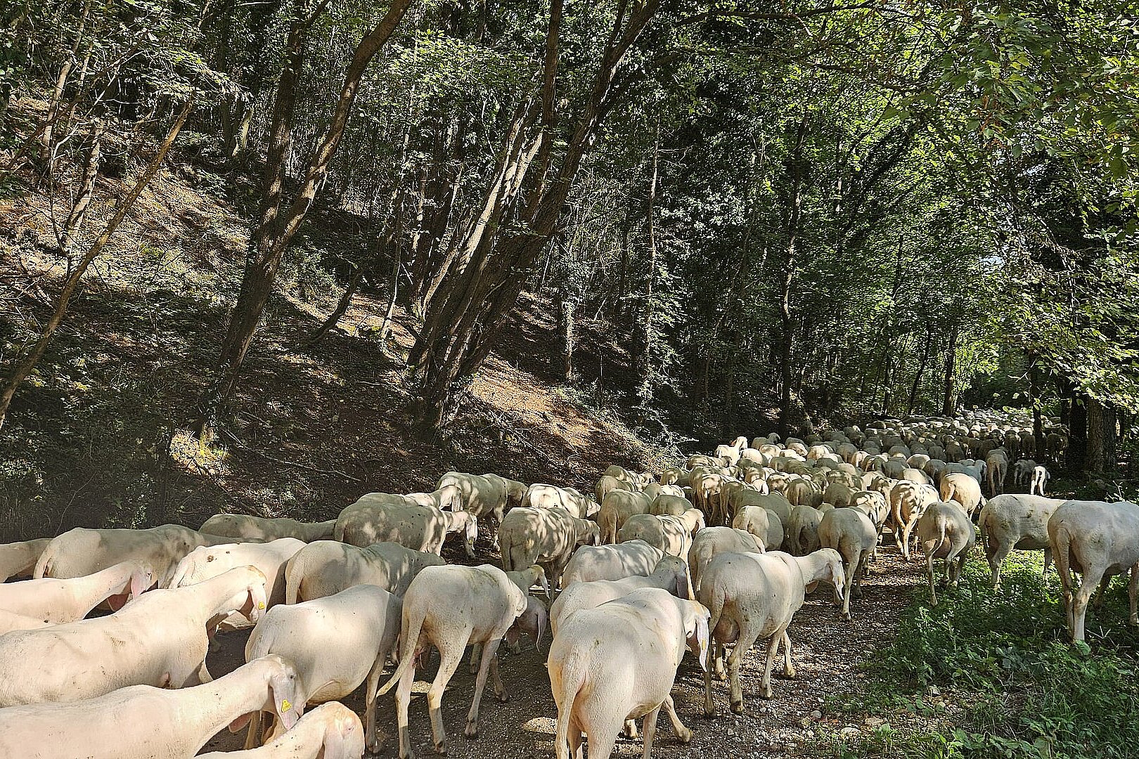 Viele weiße Schafe ziehen auf einem Waldweg durch einen lichten Wald.