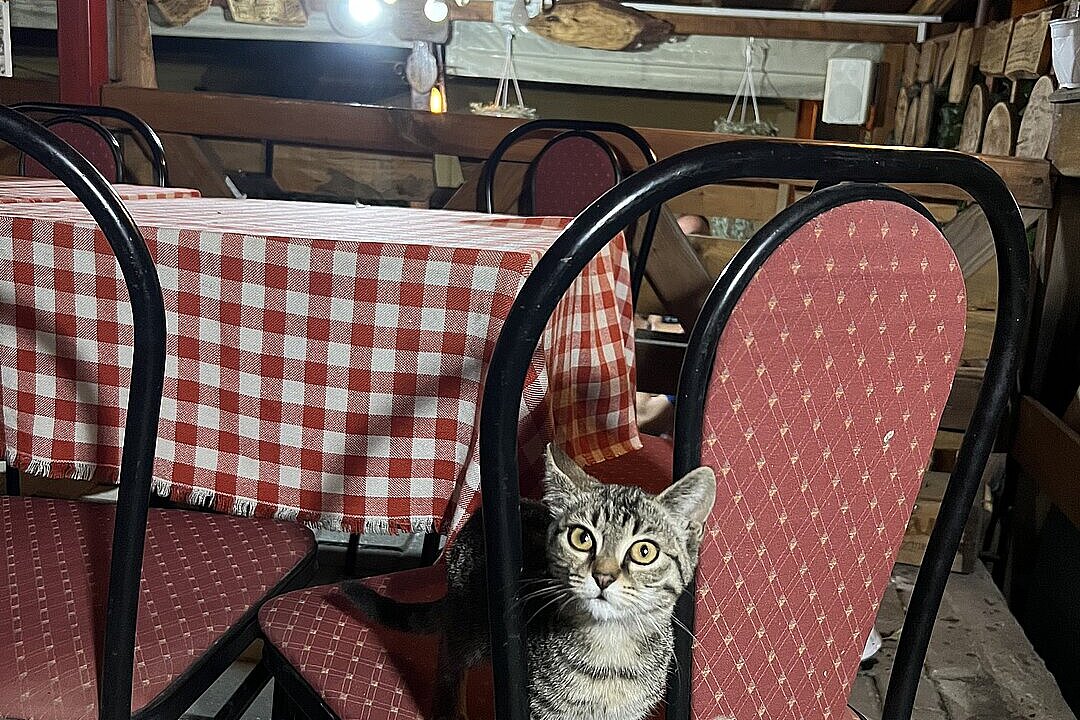In einem Gastraum sitzt eine getigerte Katze auf einem Stuhl zwischen Tischen mit karierten Decken.