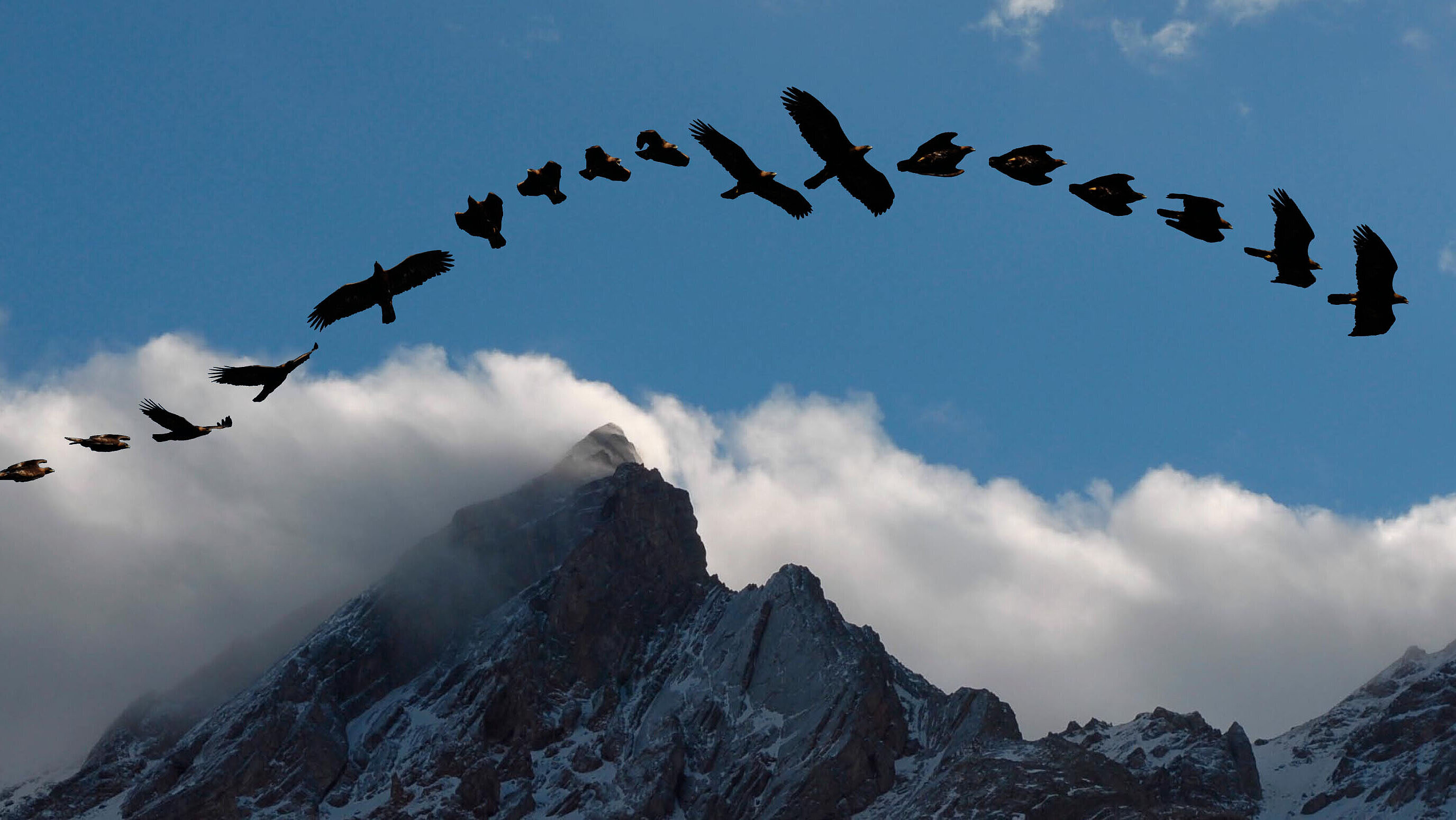 Darstellung Girlandenflug Steinadler