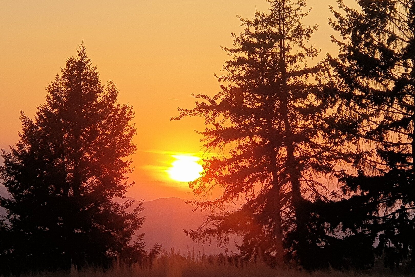Sonnenuntergang hinter Bäumen mit orangefarbenem Himmel und dunklen Silhouetten.