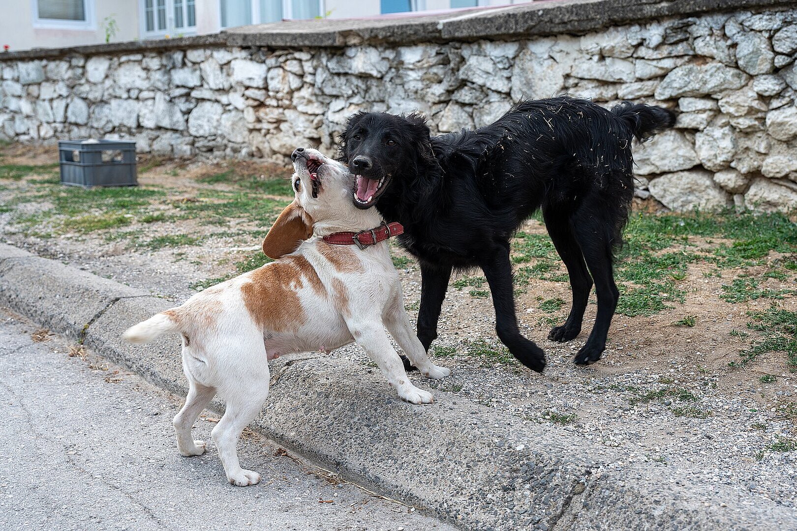Zwei Hunde spielen vor einer Steinmauer auf einem Weg