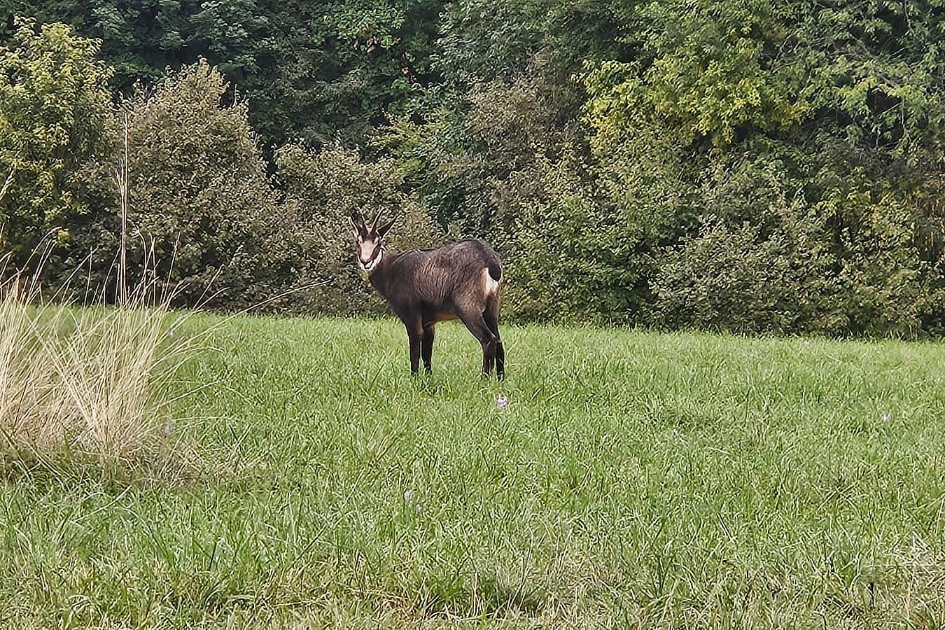 Eine Ziege steht auf einer Wiese vor dichtem Wald.